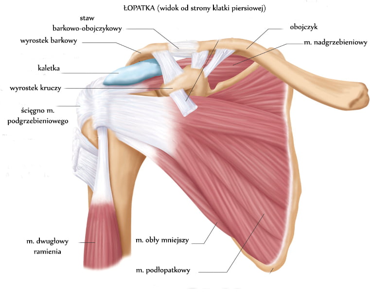 zapalenie kaletki podbarkowej zapalenie kaletki podbarkowej