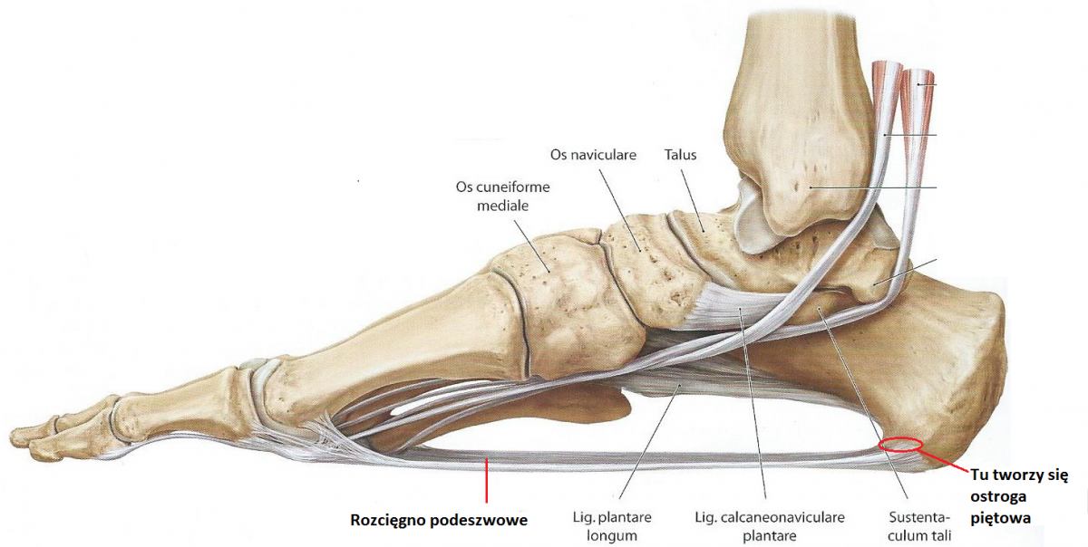 Ostroga piętowa leczenie